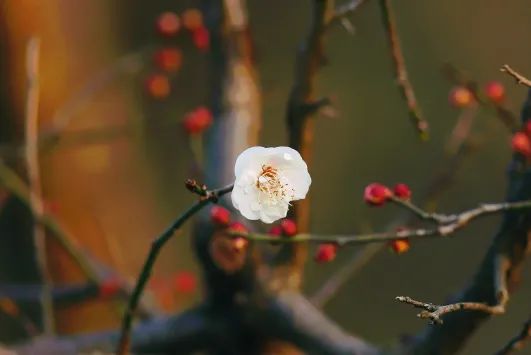 梅花幽幽而開，清香自可入詩！這些有顏、有趣、有心的西溪文創&comma;等你來種草&excl;