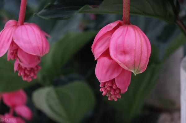 4種網紅“貴貨”盆栽,養殖需謹慎,避免“白花錢” 4種網紅“貴貨”盆栽,養殖需謹慎,避免“白花錢”