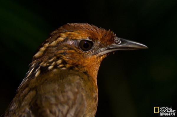 熱帶鳥類正變得翅膀更長體積更小 熱帶鳥類正變得翅膀更長體積更小
