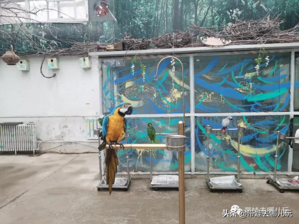 北京新開一家動物園,可以和老虎共進午餐 北京新開一家動物園,可以和老虎共進午餐