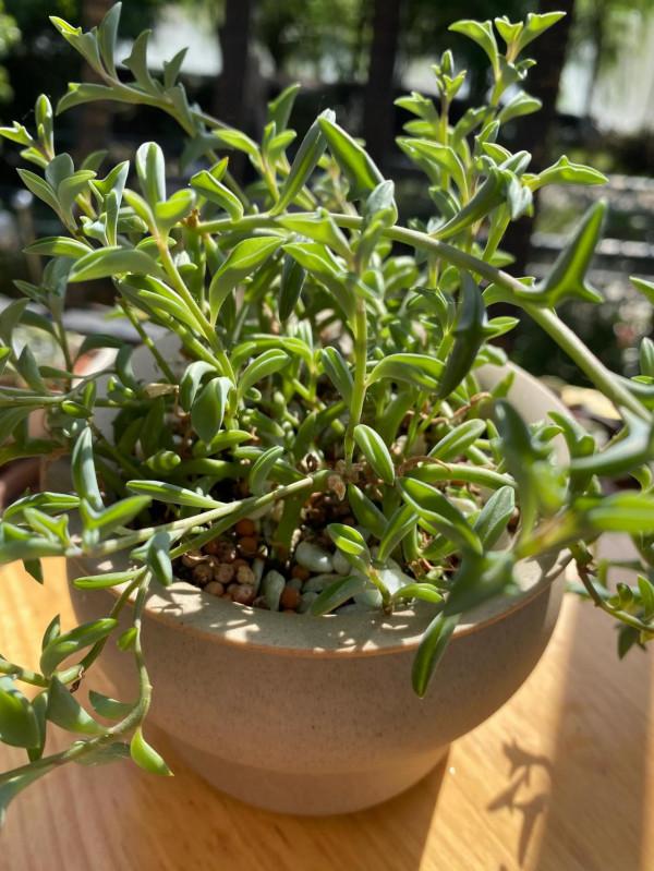 我喜歡的多肉海豚玄月 我喜歡的多肉海豚玄月