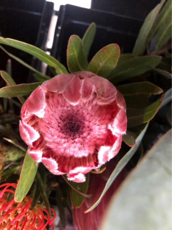 6種“昂貴花”，工薪族一般都捨不得買，只能刷刷圖片解饞