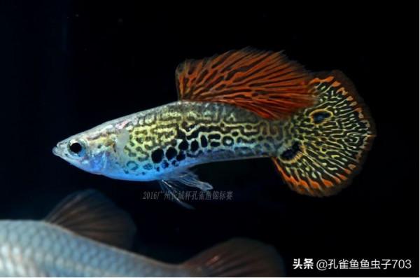 別人養的孔雀魚4個月都能繁殖了，而我養的6個月了，還這麼小啊？