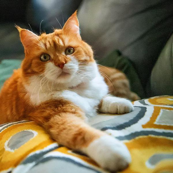 俄羅斯的胖橘，從流浪到人生贏家~逆襲喵生開始