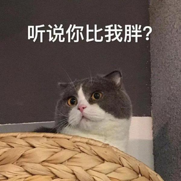 動物表情包