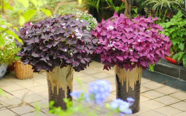 24種紫色花草,高貴而優雅,比綠蘿吊蘭好看多了 24種紫色花草,高貴而優雅,比綠蘿吊蘭好看多了