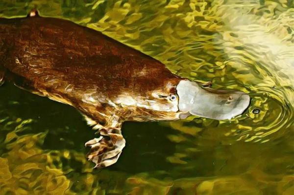 人與自然和諧共生教育:陸生動物​(二) 人與自然和諧共生教育:陸生動物​(二)