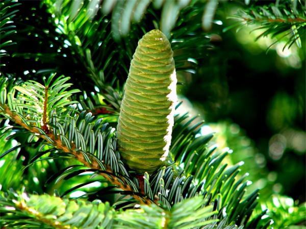 長生不老藥？新疆冷杉被發現能“續命”，網友：我國早就人工栽培