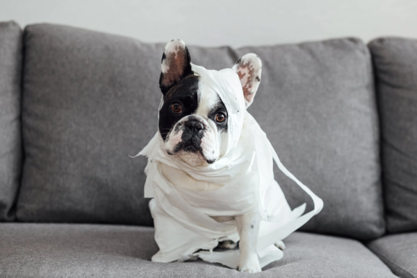 新熱門!寵物智慧飲水機月銷20萬件,小佩、霍曼、小米入榜前三 新熱門!寵物智慧飲水機月銷20萬件,小佩、霍曼、小米入榜前三