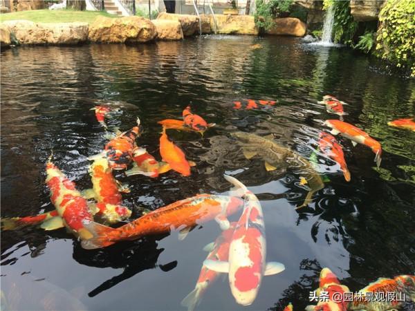 庭院魚池就要這6步，拒絕走彎路少花冤枉錢