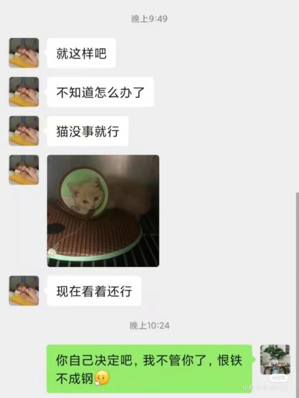 我免費領養的品種貓，只活了9天