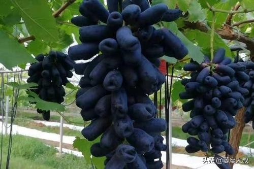 家裡有陽臺的，可以種幾棵果樹，產量豐富，果肉鮮甜，好養易活