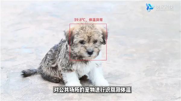 寵物黑科技,AI識別讓城市寵物管理更智慧 寵物黑科技,AI識別讓城市寵物管理更智慧