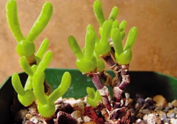 長得像動物的5種多肉，簡直萌翻天了，讓你一眼就愛上