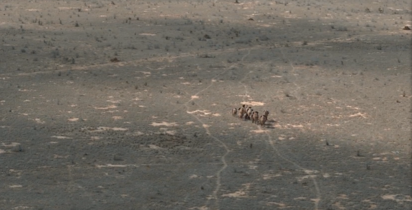 非洲特大旱災，動物屍橫遍野，50歲大象女王用智慧拯救族群