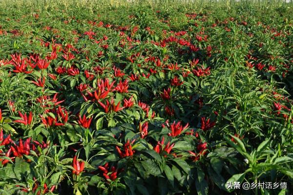 這幾種總結了多年的種菜經驗,種植必備,掌握了受益匪淺 這幾種總結了多年的種菜經驗,種植必備,掌握了受益匪淺