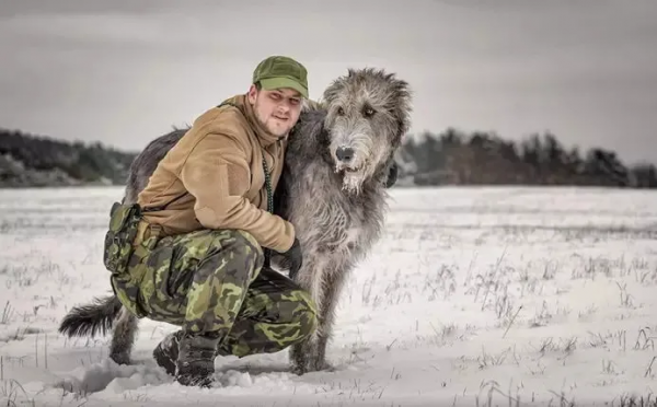 他是巨型犬中的戰鬥機，天生獵殺惡狼，現已成為軍犬中頂級猛犬