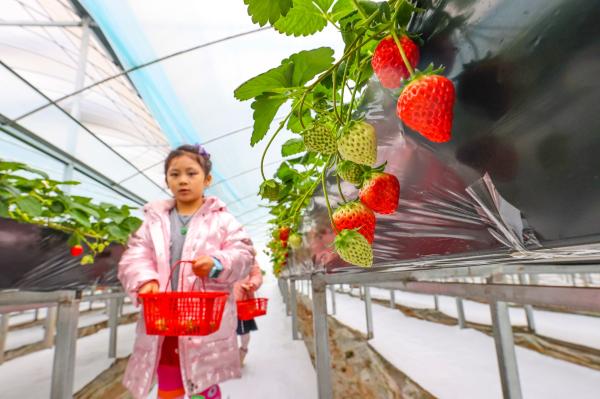 20頭梅花鹿到長興島過冬，市民有機會零距離賞鹿、喂鹿