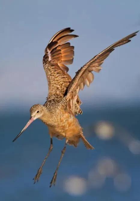 100幅美麗的鳥圖欣賞