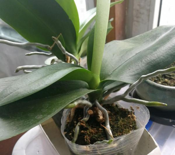 7種花有了“氣生根”，剪下來就活，不用費勁扦插了