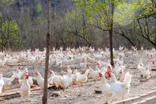 將肉食雞散養，不喂任何飼料，能不能長大，可以吃嗎？