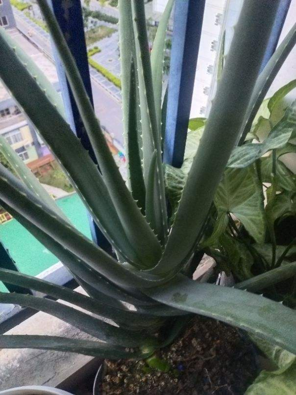 家裡養的蘆薈，養生還美容，學會澆水長得更壯