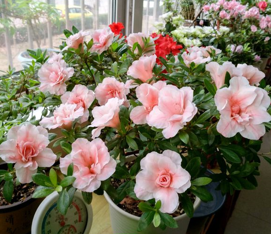 杜鵑花爛根爛葉是有原因的，不是它難養，是你沒掌握技巧