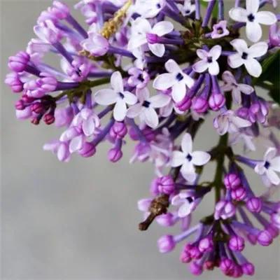 分享圖片，唯美浪漫丁香花