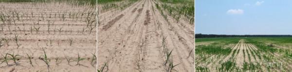 河南部分農村土地流轉失控現象調查