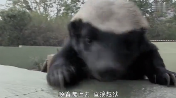 永不服輸的蜜獾，曾經有一個保護區飼養了兩隻，後來怎麼樣了？