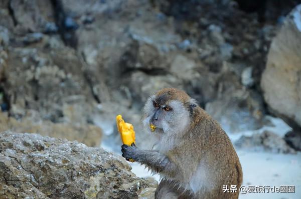 泰國猴子島,沒有遊客,他們簡直活成了神仙 泰國猴子島,沒有遊客,他們簡直活成了神仙
