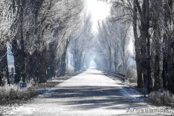 最美霧凇！來金塔看一場樹與冰雪的奇緣