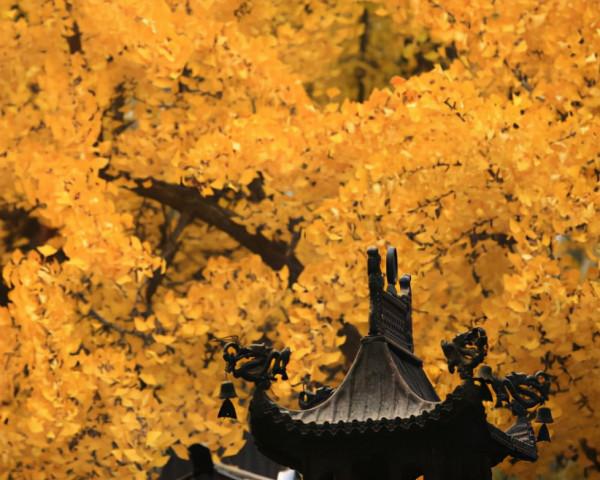 詩僧筆下的秋天，不僅有最美的秋色，還有濃濃禪意，令人回味無窮