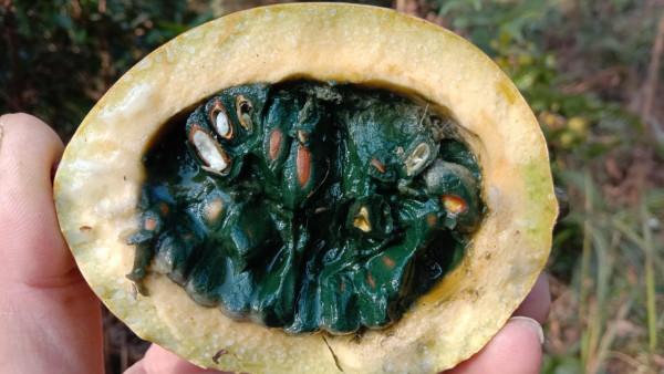 栝樓熟了能吃嗎？用它的皮煮水喝，潤肺止咳解煩惱