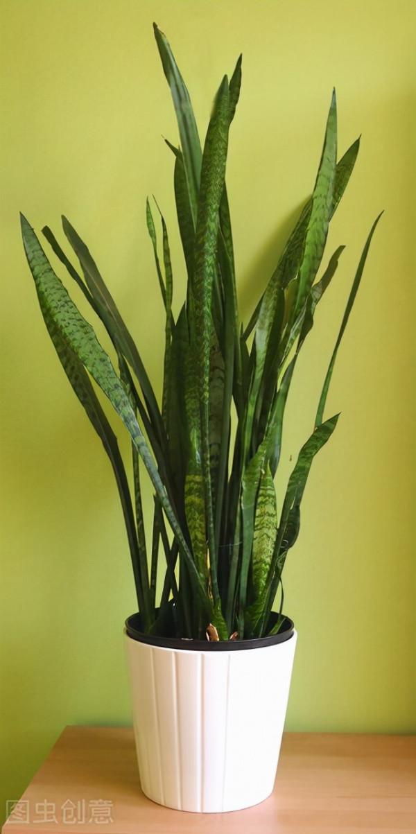 客廳層次感太弱？養這6種綠植試試，大氣又立體，幸福感倍增