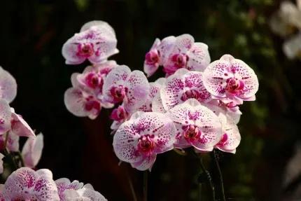 分享——高雅多姿的蝴蝶蘭