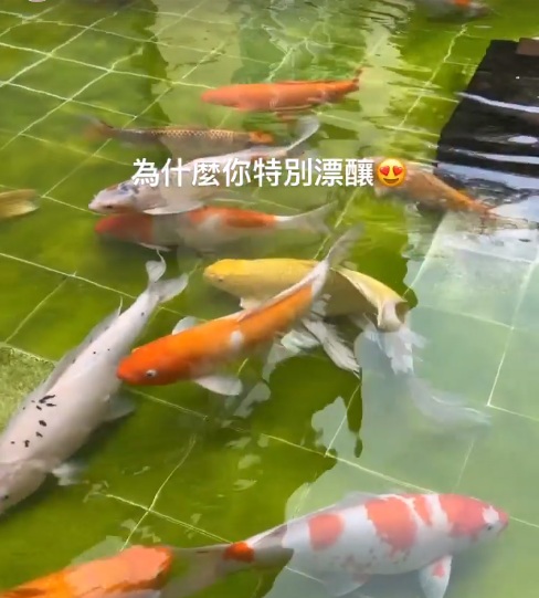 何超蓮曬豪宅錦鯉，每條價值超過4萬元，劉嘉玲也養了很多條