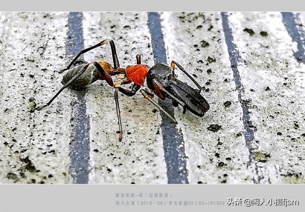 昆蟲攝影：絨蟻蜂，聽說過嗎？戶外遇上了，你會認為是隻螞蟻嗎？