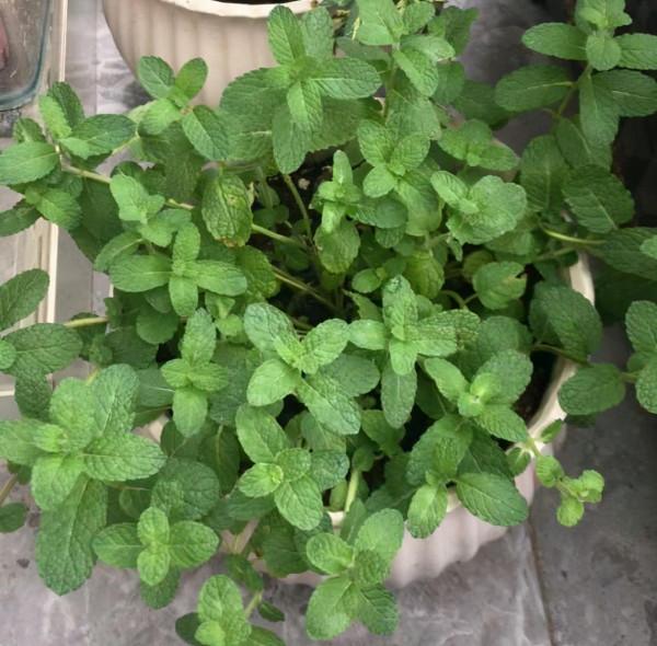 8種花“作用大”,香氣滿屋能泡茶,你養著花漂亮,花養著你健康 8種花“作用大”,香氣滿屋能泡茶,你養著花漂亮,花養著你健康