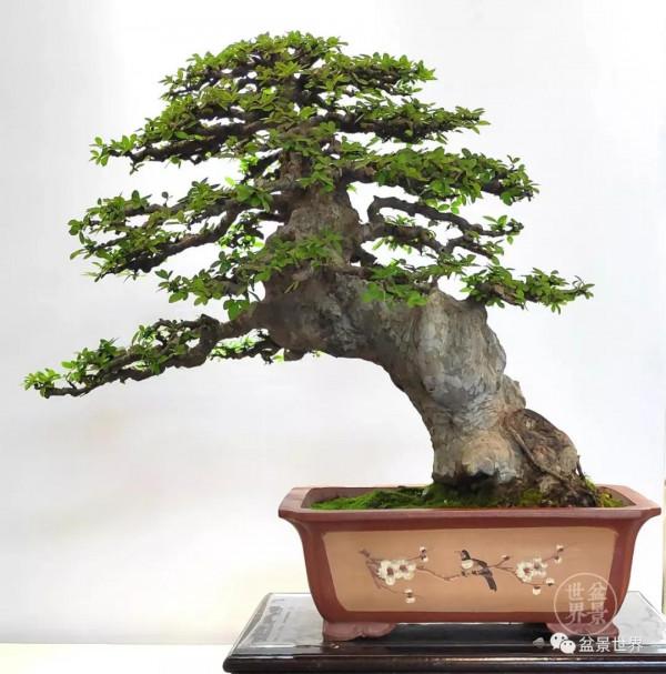 盆景的奧秘在於（動靜等觀）