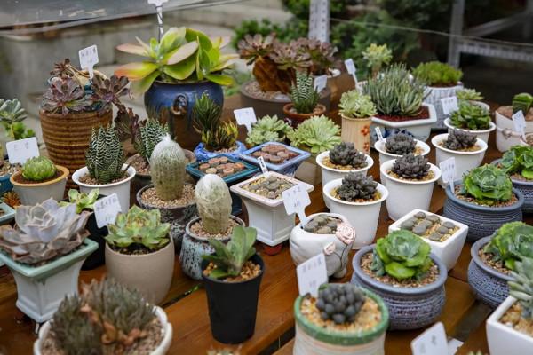 養花時遇到掉葉,長斑,長勢不佳等現象,要查詢原因,及時解決 養花時遇到掉葉,長斑,長勢不佳等現象,要查詢原因,及時解決