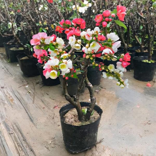 五大“吉祥花”,適合養客廳,喜歡養一盆,越養越“貴氣” 五大“吉祥花”,適合養客廳,喜歡養一盆,越養越“貴氣”