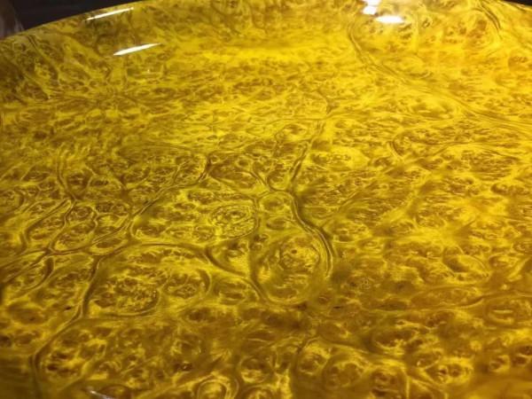 大自然造化神奇！黃金樟爆滿瘤疤·大果盤