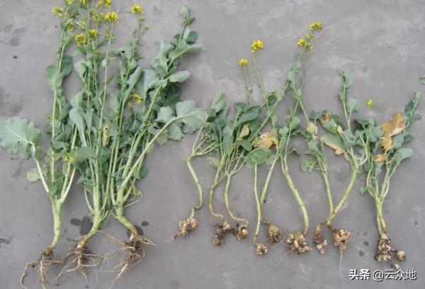 油菜根部長小蘿蔔似的是什麼原因？油菜根腫病，沒有特效藥能防治