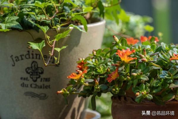 邑品科普丨收下這份攻略，你也可以打造獨一無二的容器花園