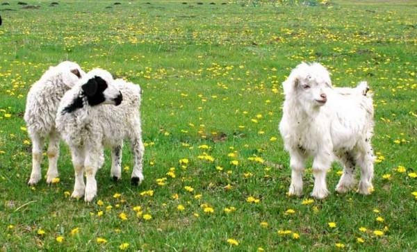 吃奶的小羊羔拉稀怎麼辦?吃奶的羊羔為啥總拉稀?真實原因在這裡 吃奶的小羊羔拉稀怎麼辦?吃奶的羊羔為啥總拉稀?真實原因在這裡