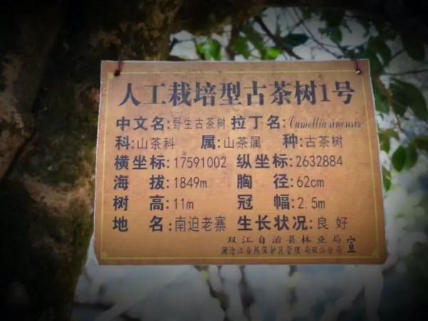 天韻·茶王樹｜集冰島古茶之大美，品賞最純粹的冰糖甜韻