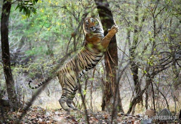 6個月前，誤入村莊的完達山一號找老婆了嗎？雄虎找老婆有多難？