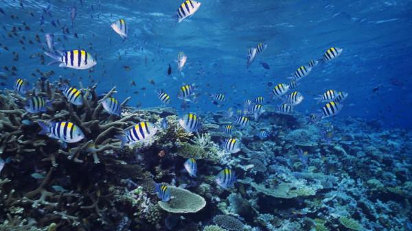 馬裡亞納海溝“鐘聲”迴盪！地球在“吞水”，海平面在下降？