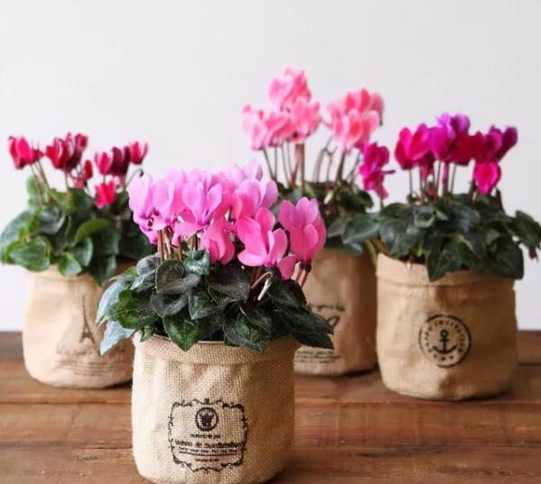 5種漂亮“仙女花”，個個都是顏值擔當，看到都想養